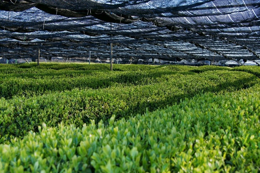Matcha tea plants are shaded with a canopy during the last weeks before harvest.